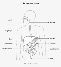 Digestive System Diagram Png, Transparent Png, Free Download
