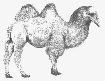 Bactrian Camel , Png Download - Sketch, Transparent Png, Free Download