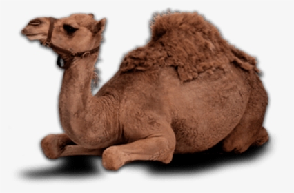 Camel Eid Png, Transparent Png, Free Download