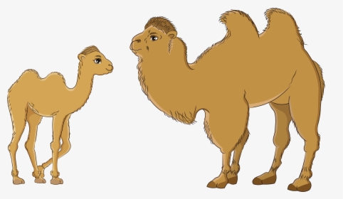 Temee - Arabian Camel, HD Png Download, Free Download