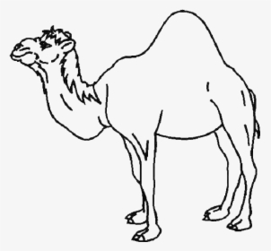 A One-humped Camel Coloring Page - Camel One Hump Drawing, HD Png Download, Free Download