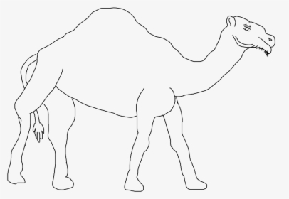Camel - Arabian Camel, HD Png Download, Free Download