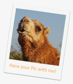 Bactrian Camel, HD Png Download, Free Download