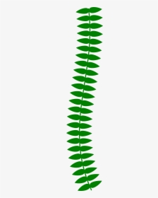 Transparent Vine Plant Png, Png Download, Free Download