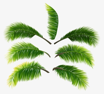 Transparent Palm Fronds Clipart - Palm Leave Png Transparent, Png Download, Free Download
