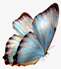 Real Butterfly Png Hd, Transparent Png, Free Download