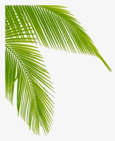 Coconut Tree Leaves Png - Transparent Palm Tree Leaves, Png Download, Free Download