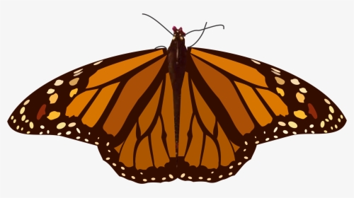Transparent Mariposas Png - Monarch Butterfly, Png Download, Free Download
