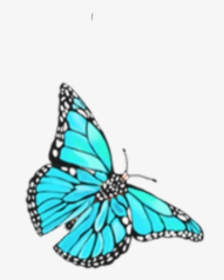 #butterfly #mariposa #blue #lightblue #azul #celeste - Mariposas Celestes Png, Transparent Png, Free Download