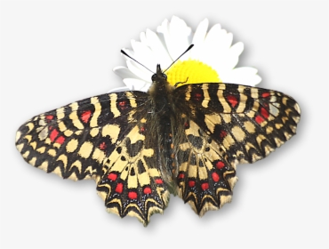 Papilio Machaon, HD Png Download, Free Download