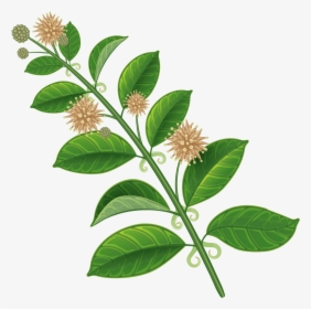 Cat"s Claw Uncaria Tomentosa - Uncaria Tomentosa Cat's Claw Plant, HD Png Download, Free Download