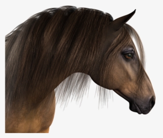 Horse, Head, Horse Head, Animal, Mane, Animal Portrait - Cabeça De Cavalo Png, Transparent Png, Free Download