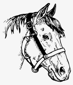 Horse Head - Line Drawing Horses Head, HD Png Download, Free Download
