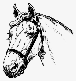 Horse Head - Horse Head Sketch Big, HD Png Download, Free Download