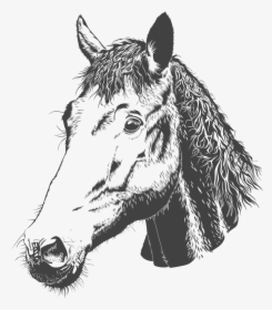 Horse Head Png, Transparent Png, Free Download
