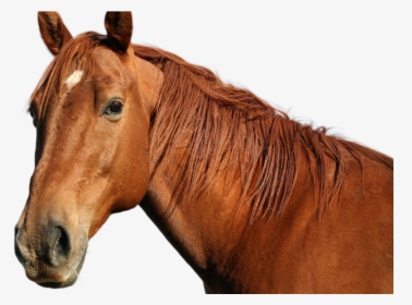 Horse Png Image - High Resolution Pictures Of Animals, Transparent Png, Free Download