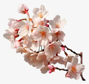 Sakura Png Transparent Image - Cherry Blossom Branch Hd, Png Download, Free Download