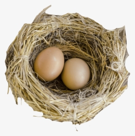 Nest Png - Bird Nest, Transparent Png, Free Download