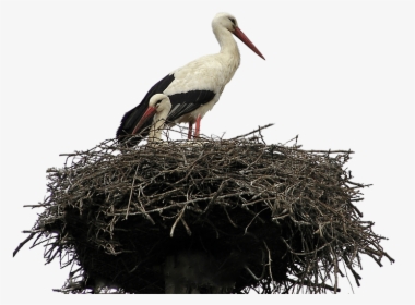 Stork Nest - Stork Nest Png, Transparent Png, Free Download