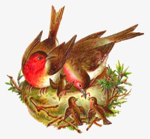 Free Bird Graphic - Bird In The Nest Png, Transparent Png, Free Download