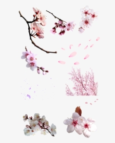 Flor Sakura Png - Png Flor Cerezo, Transparent Png, Free Download