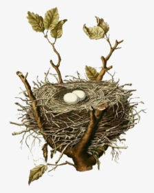 Easy Free Pictures Of Birds Nests Bird Nest House Sparrow - Vintage Bird Nest Illustration, HD Png Download, Free Download