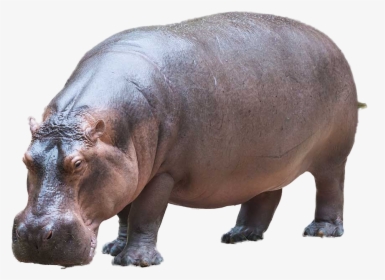 Hippopotamus Png Image - Hippopotamus Meaning In Hindi, Transparent Png, Free Download
