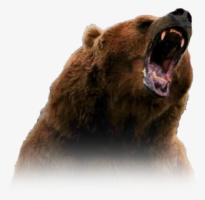 Transparent Grizzly Bear Png - Grizzly Bear Png, Png Download, Free Download