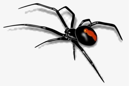 Spider Black Widow Clipart Transparent Png - Red Back Spider Drawing, Png Download, Free Download