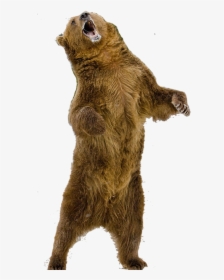 Grizzly Bear Standing Png, Transparent Png, Free Download