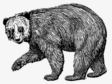 Bear, Grizzly, Brown, Grizzly Bear, Wild, Animal - Bear Drawings, HD Png Download, Free Download
