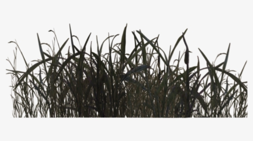 Swamp Grass 02 By Wolverine04 - Black And White Grass Png, Transparent Png, Free Download