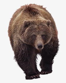 Bear, Grizzly, Animal World, Predator, Furry, Brown - Medvěd Png, Transparent Png, Free Download