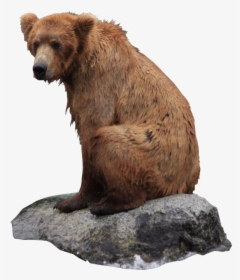 23448 - Grizzly Bear Png Transparent, Png Download, Free Download