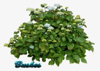 Bushes Transparent - Lantana White Flower Png, Png Download, Free Download