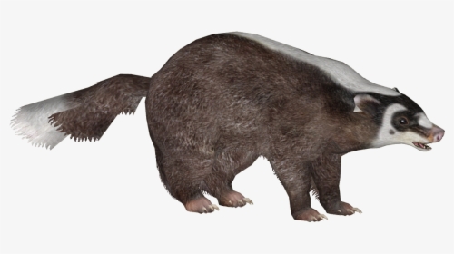 Transparent Ferret Png - Grizzly Bear, Png Download, Free Download