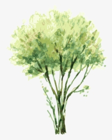 Vector Free Painting Tree Illustration Trees - Watercolor Tree Elevation Png, Transparent Png, Free Download