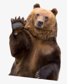 Fat Grizzly Bear , Png Download - Bear Hello, Transparent Png, Free Download