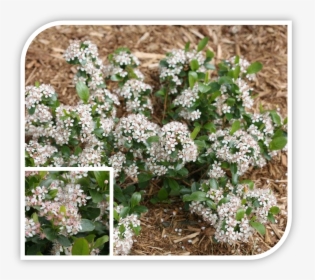 Picture - Low Scape Mound Chokeberry, HD Png Download, Free Download