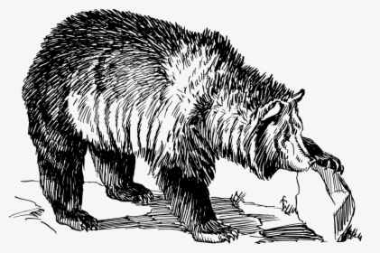 Grizzly, Bear, Animal, Biology, Mammal, Zoology - Grizzly Bear Line Art, HD Png Download, Free Download