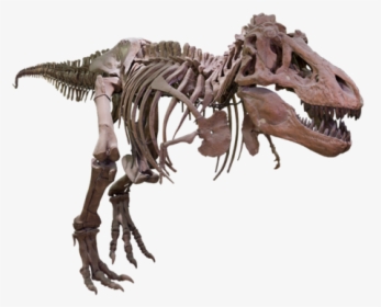 T Rex Png Background Image - T Rex Skeleton Transparent, Png Download, Free Download