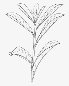 Plant, Leaves, Black And White, Shrubs, Stem, Branch - Draw A Shrub Plant, HD Png Download, Free Download