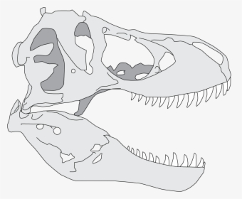 T Rex Skull Drawing Simple, HD Png Download, Free Download