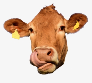 Picture - Cow Face No Background, HD Png Download, Free Download