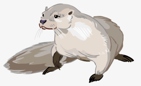 Otter Png Photo - Drawing Cartoon Sea Otter, Transparent Png, Free Download