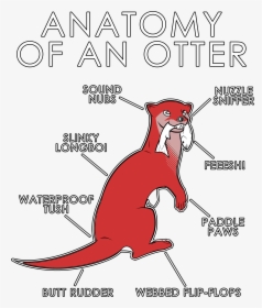 Otter Anatomy, HD Png Download, Free Download