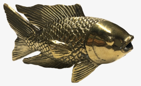 Golden Koi Fish - Carp, HD Png Download, Free Download