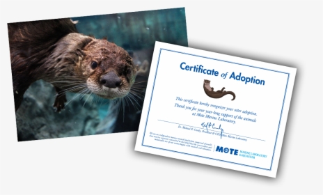 Items Included In E-pal Package - Sea Otter, HD Png Download, Free Download