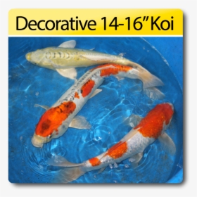 Koi, HD Png Download, Free Download