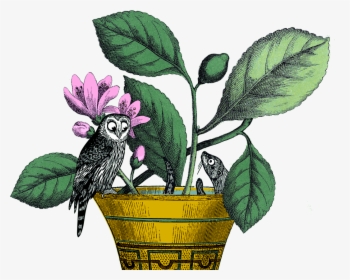 Https - //theowlandotter - Co - Uk/2019/wp Otter Home - Cockatoo, HD Png Download, Free Download